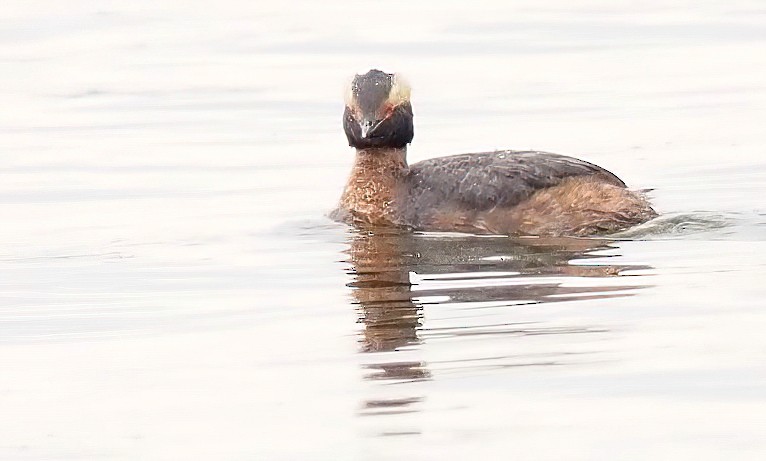 Horned Grebe - ML319894961
