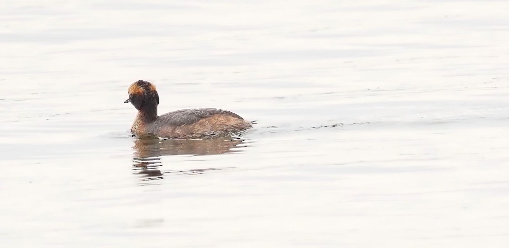 Horned Grebe - ML319894971