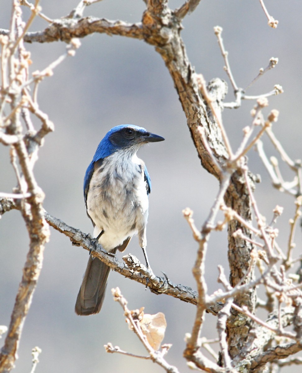 Woodhouse's Scrub-Jay (Sumichrast's) - ML31989641