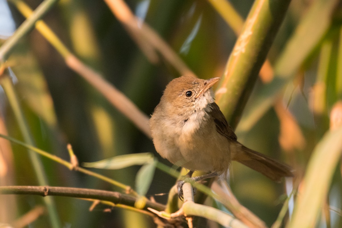 Thick-billed Warbler - ML319896481