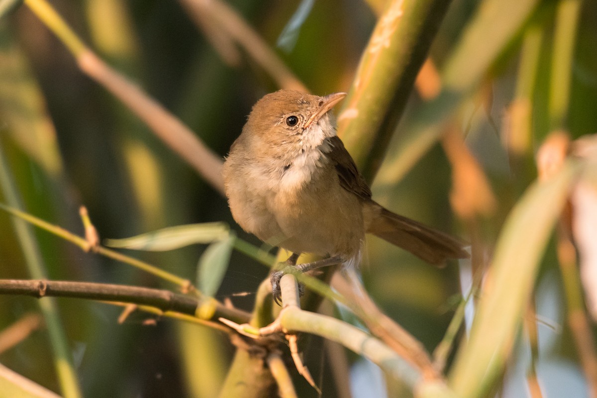 Thick-billed Warbler - ML319896521