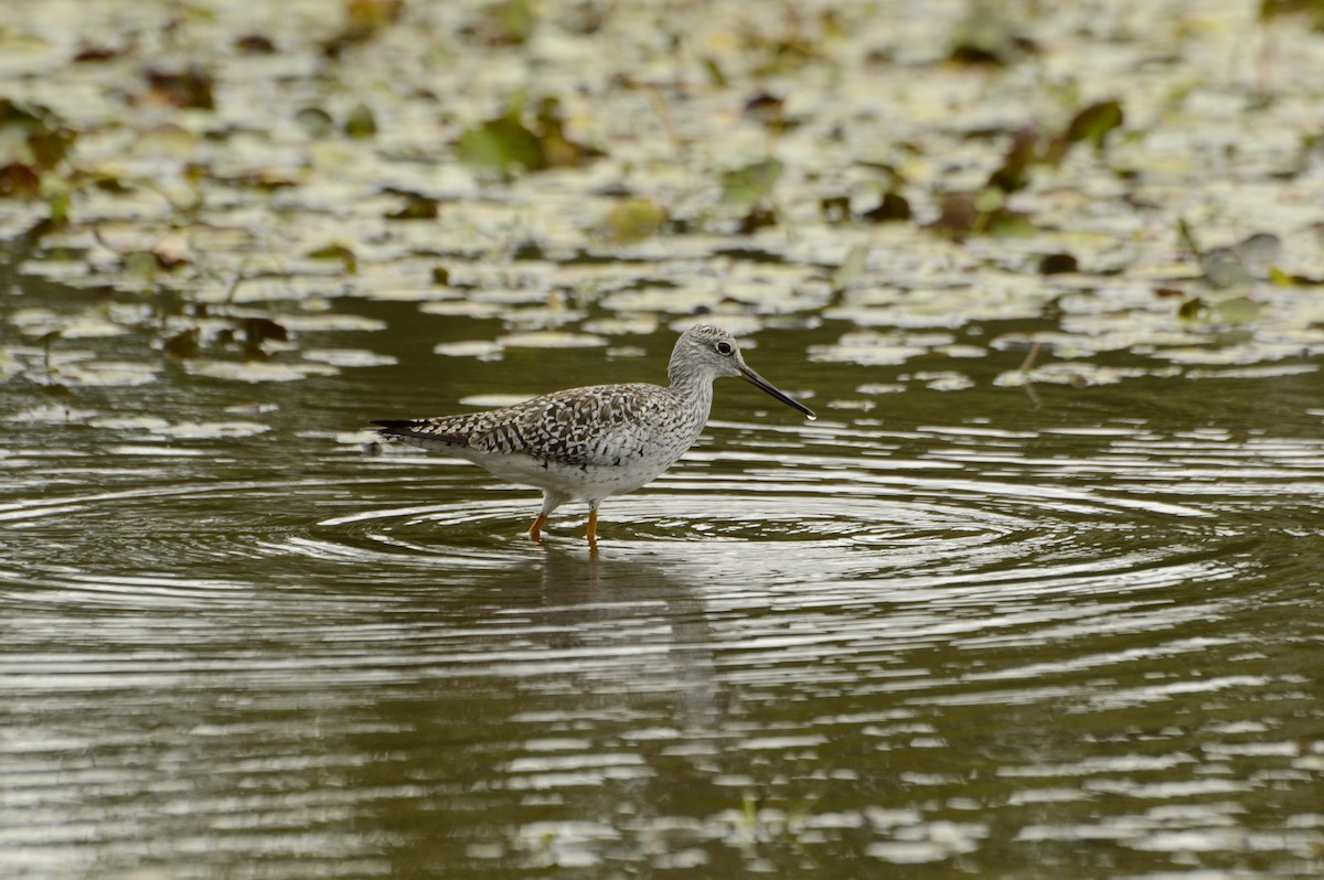 Greater Yellowlegs - Daniel Martínez