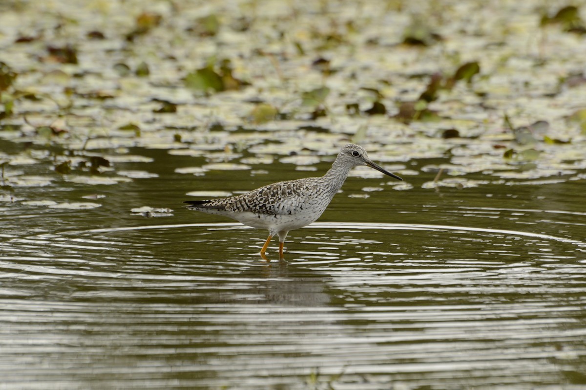 Greater Yellowlegs - ML319896721