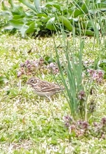 Vesper Sparrow - ML319896811