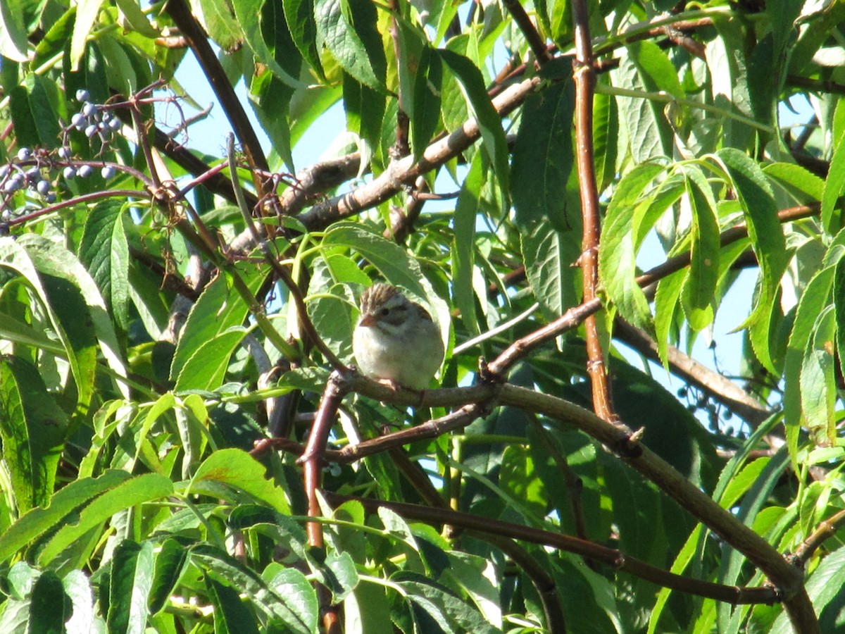 Clay-colored Sparrow - ML31989981