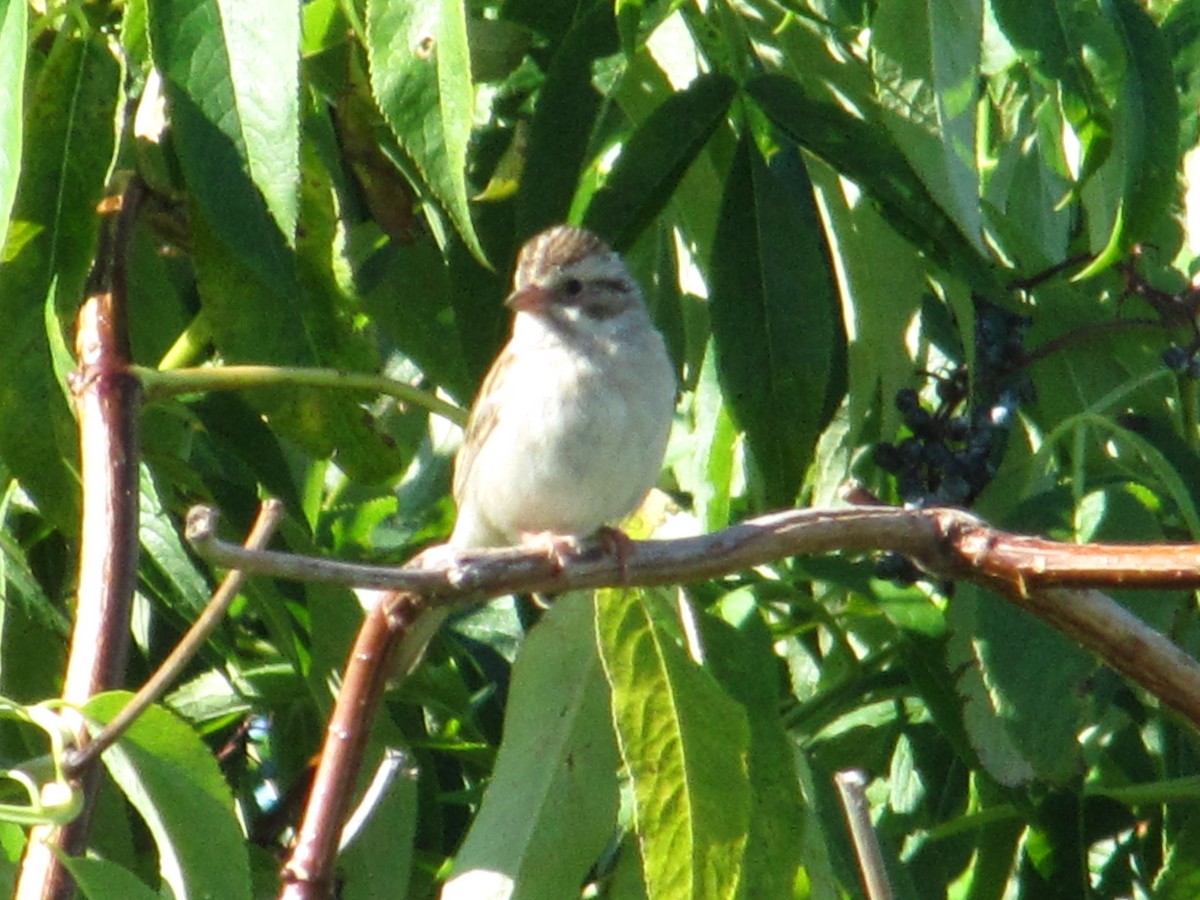 Clay-colored Sparrow - ML31989991