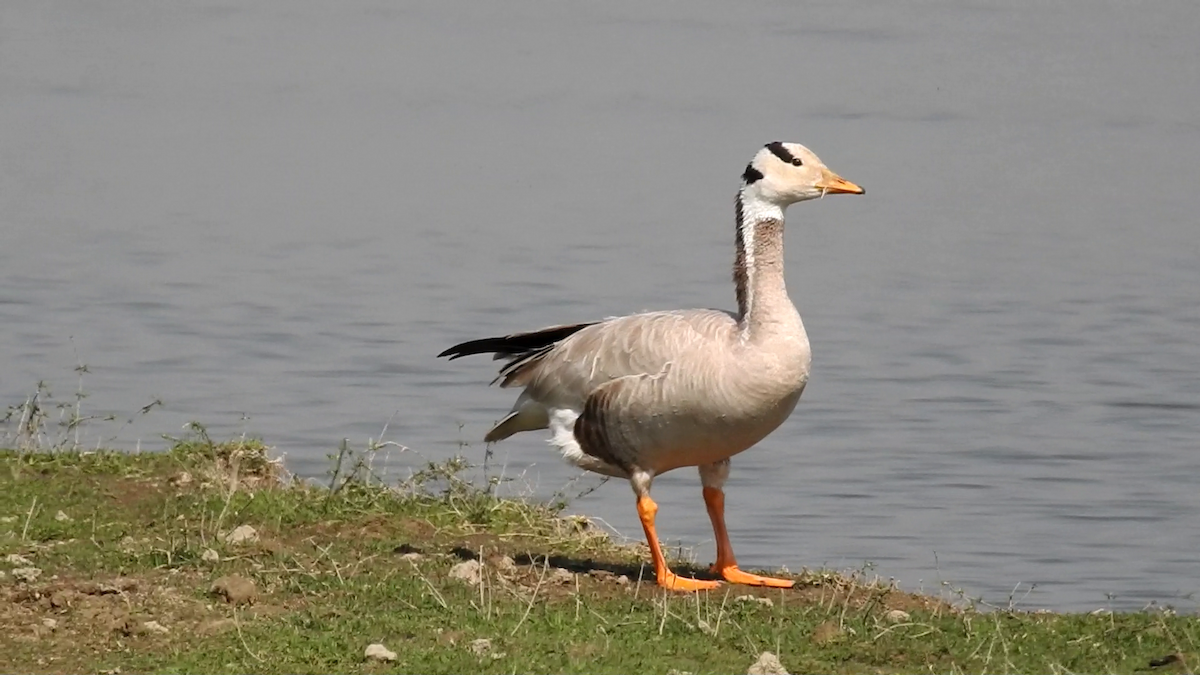 Bar-headed Goose - ML319900001