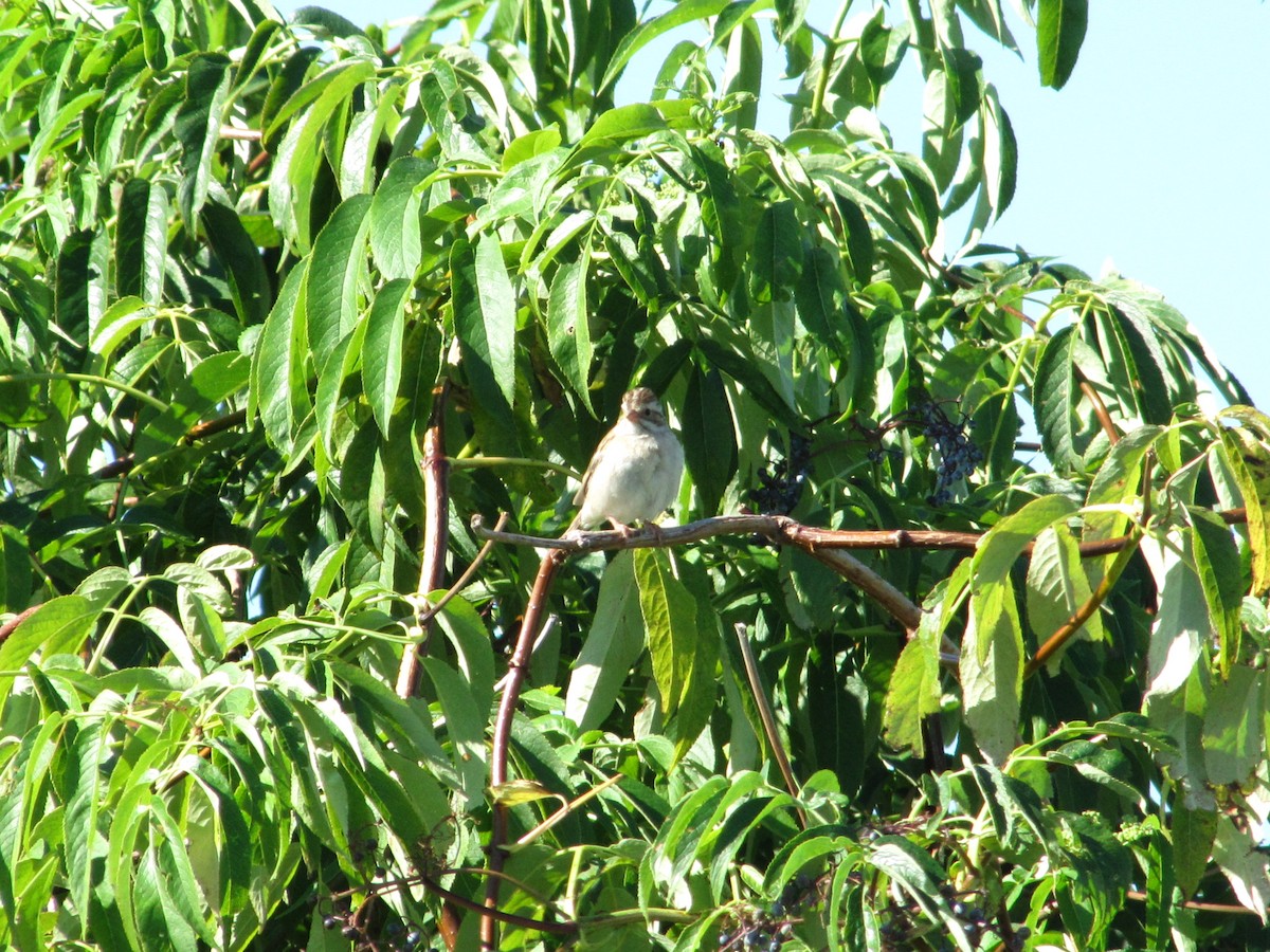 Clay-colored Sparrow - ML31990021