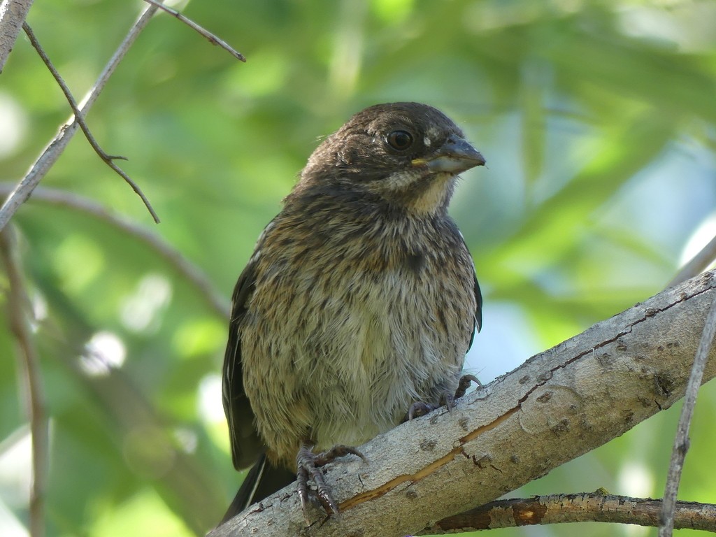 Spotted Towhee - ML319900811