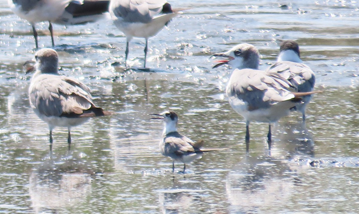 Black Tern - ML319901581