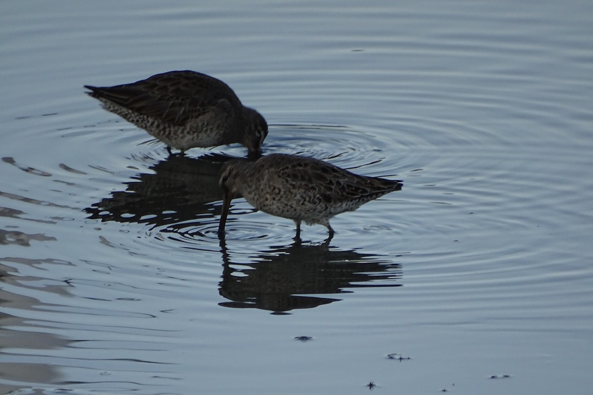 Short-billed Dowitcher - ML319901801