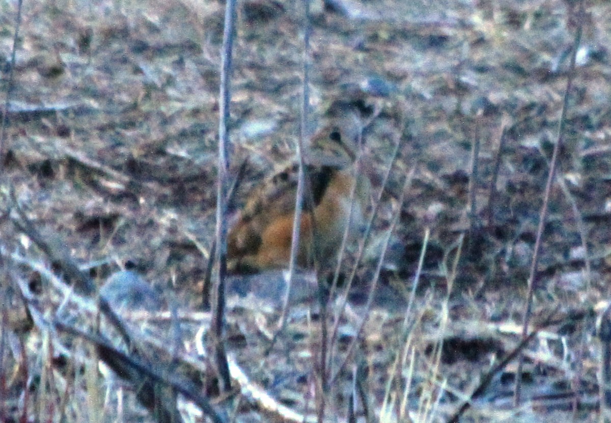 American Woodcock - ML319903791