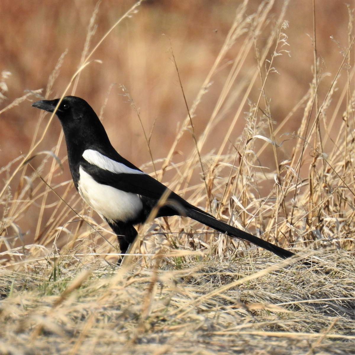 Black-billed Magpie - ML319904941