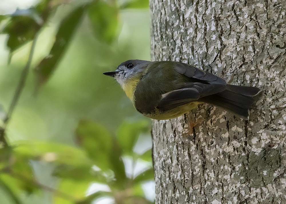 Pale-yellow Robin - ML319905191