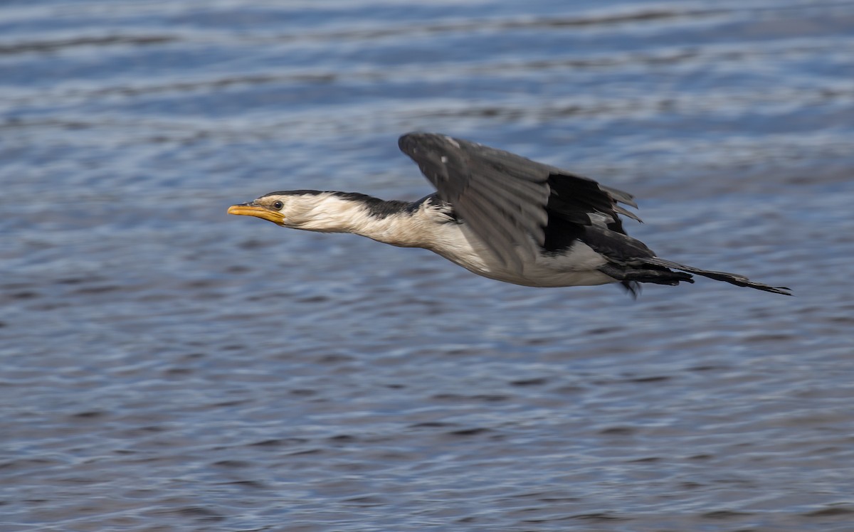 Little Pied Cormorant - ML319906011