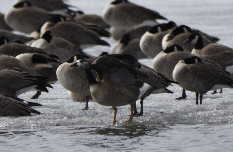 Greater White-fronted x Canada Goose (hybrid) - ML319908231