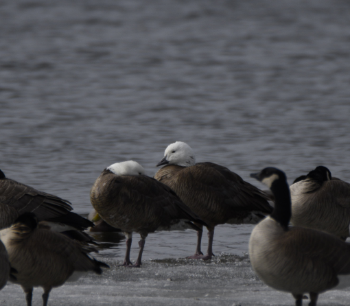 Snow x Canada Goose (hybrid) - ML319908291