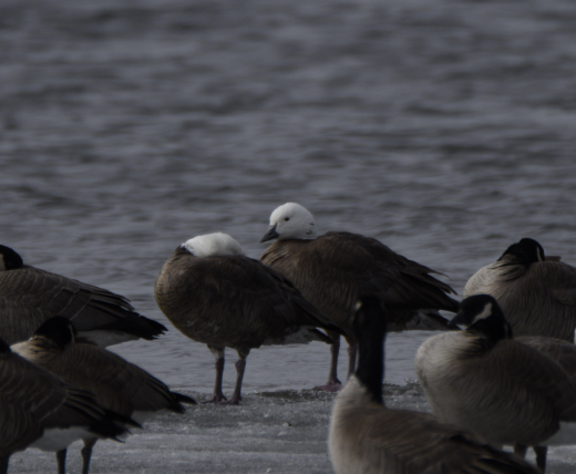 Snow x Canada Goose (hybrid) - ML319908311