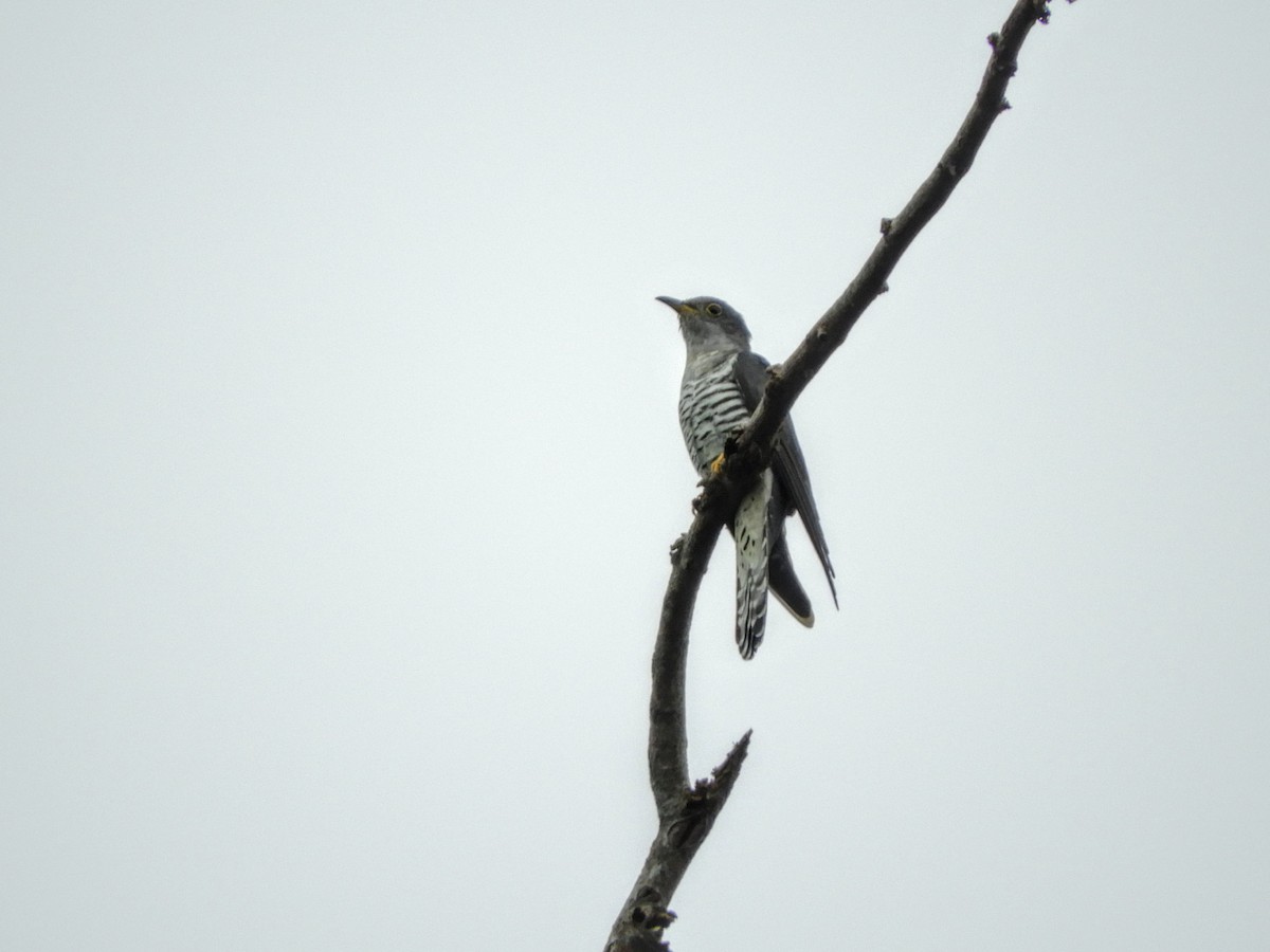 Lesser Cuckoo - ML319910791