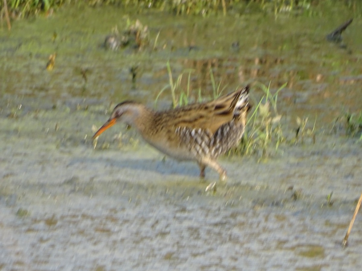 Brown-cheeked Rail - ML319913521