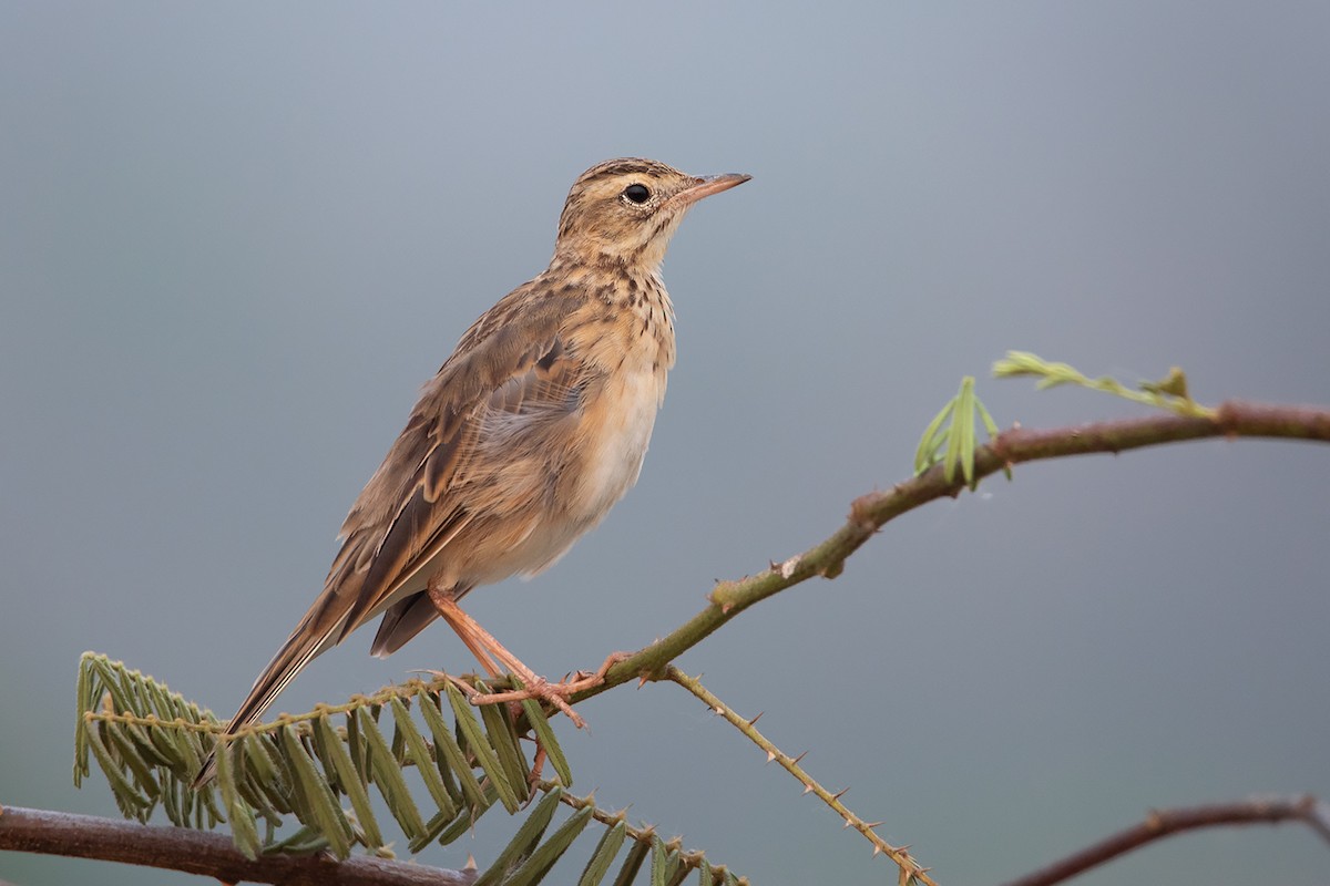 Richard's Pipit - ML319913981