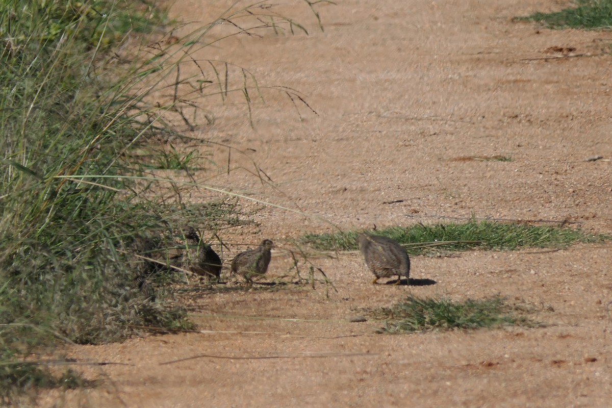 křepelka proměnlivá - ML319914531