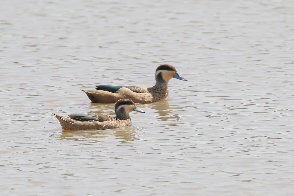 Blue-billed Teal - ML319917891