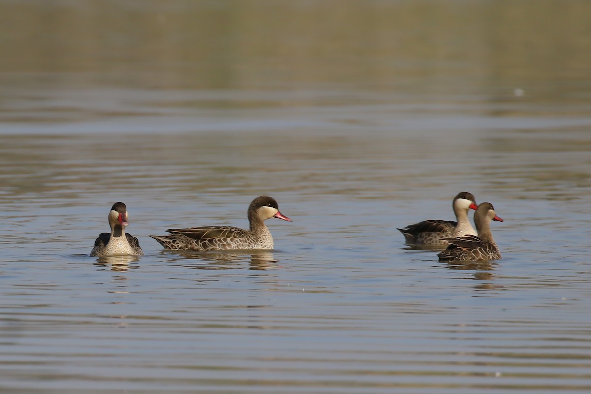 Red-billed Duck - ML319918021