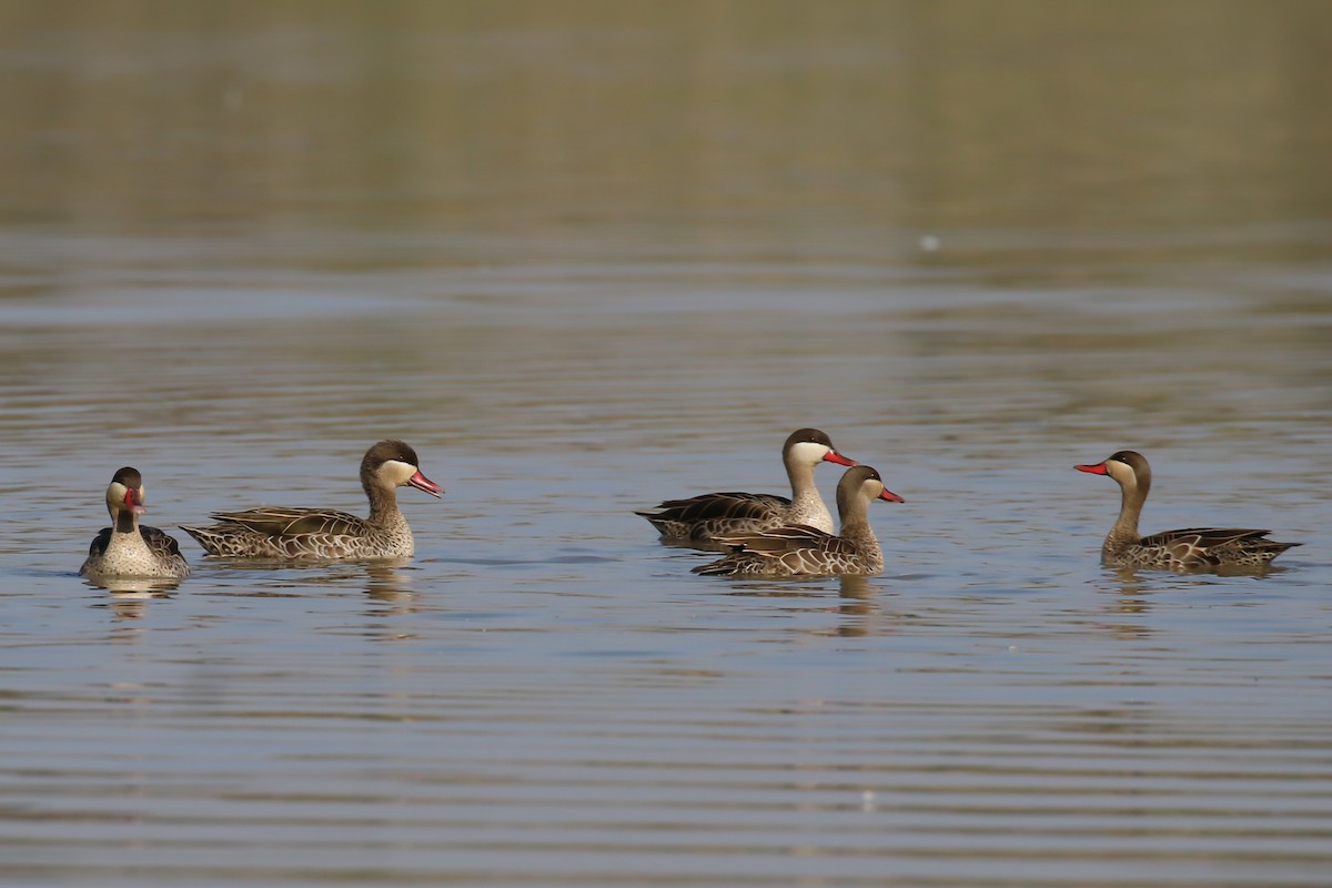 Canard à bec rouge - ML319918041