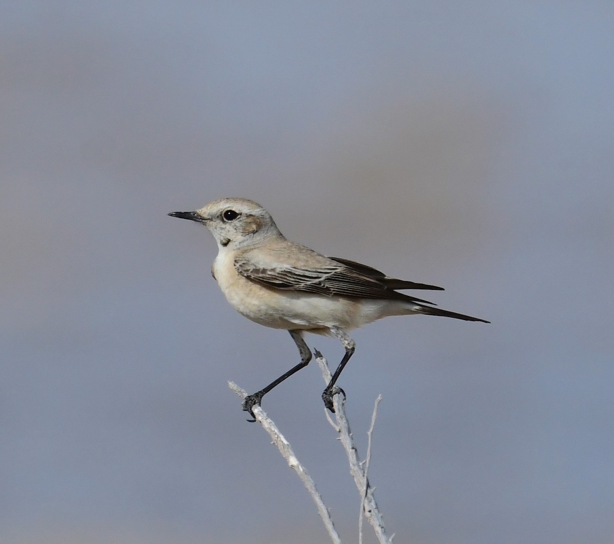 Desert Wheatear - ML319921511