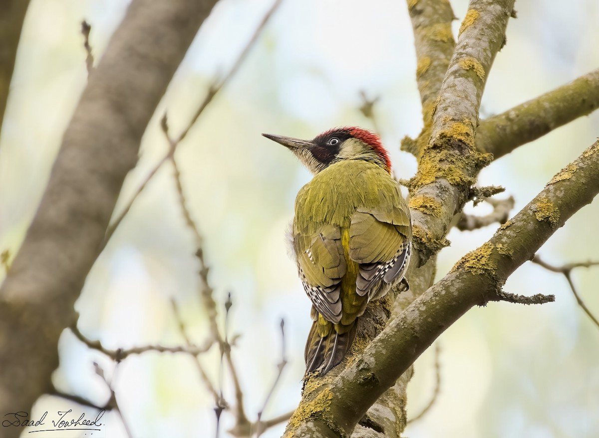 Eurasian Green Woodpecker - ML319924791