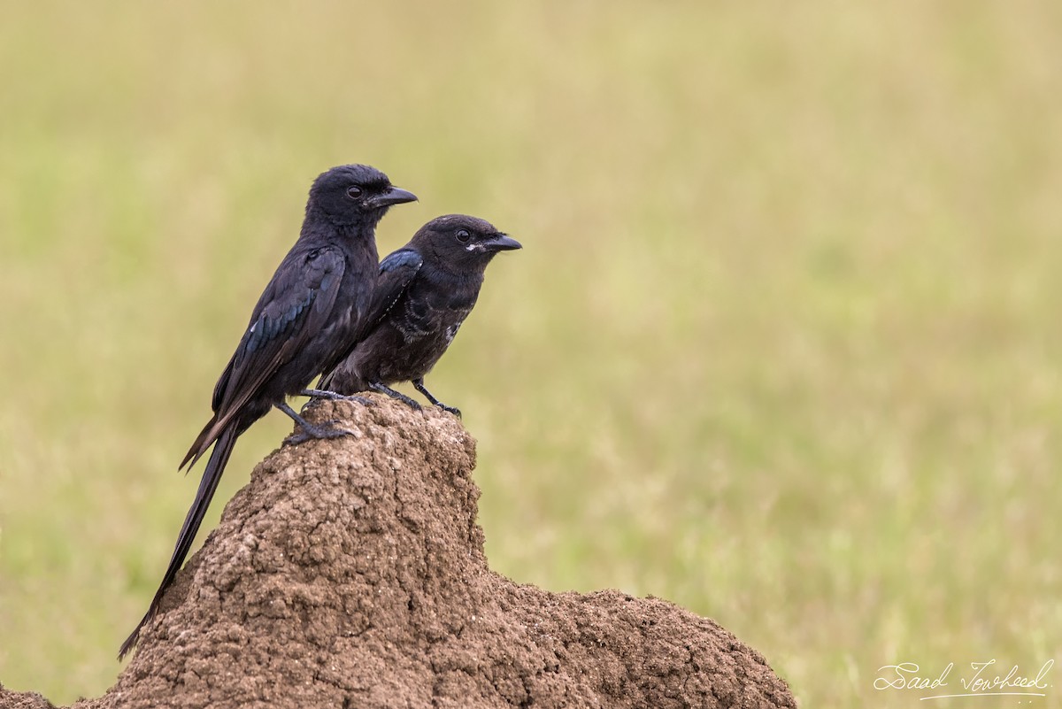 drongo černý - ML319925921