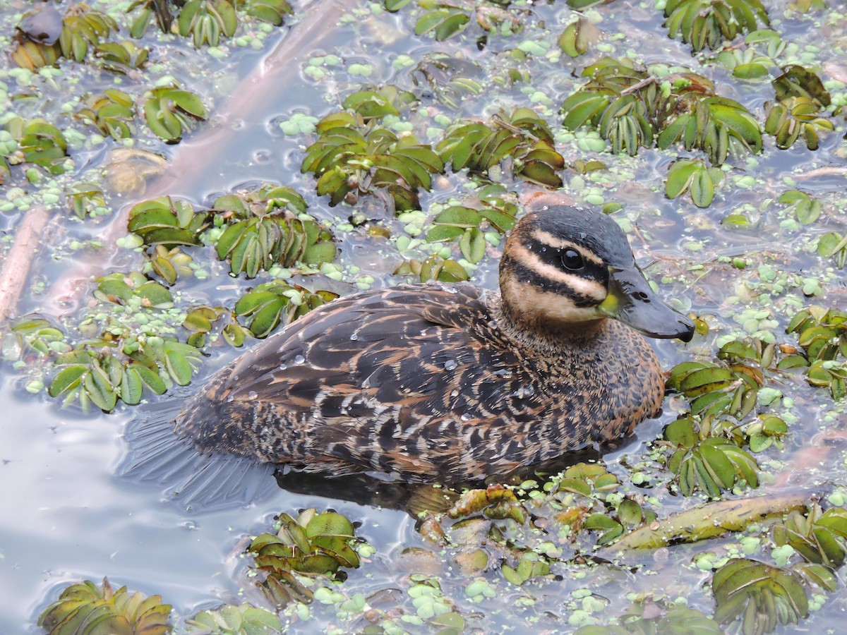 Masked Duck - ML31992651