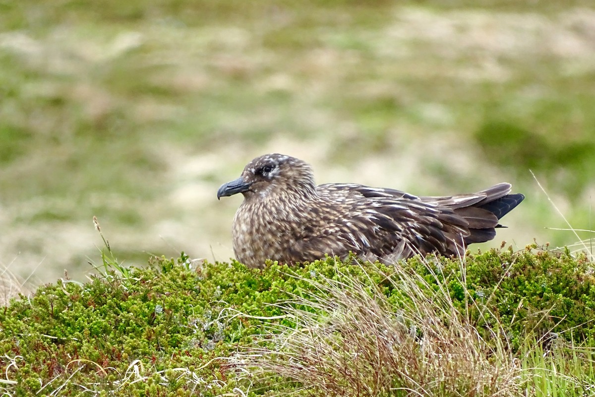 Great Skua - Gyorgy Szimuly