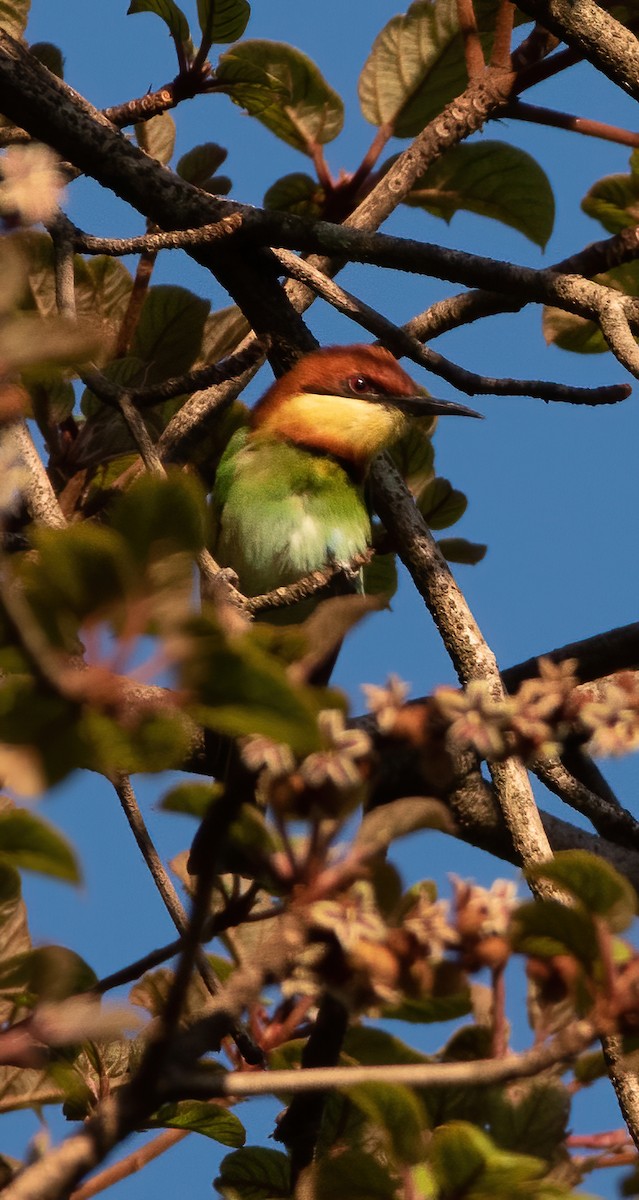 Chestnut-headed Bee-eater - ML319931511