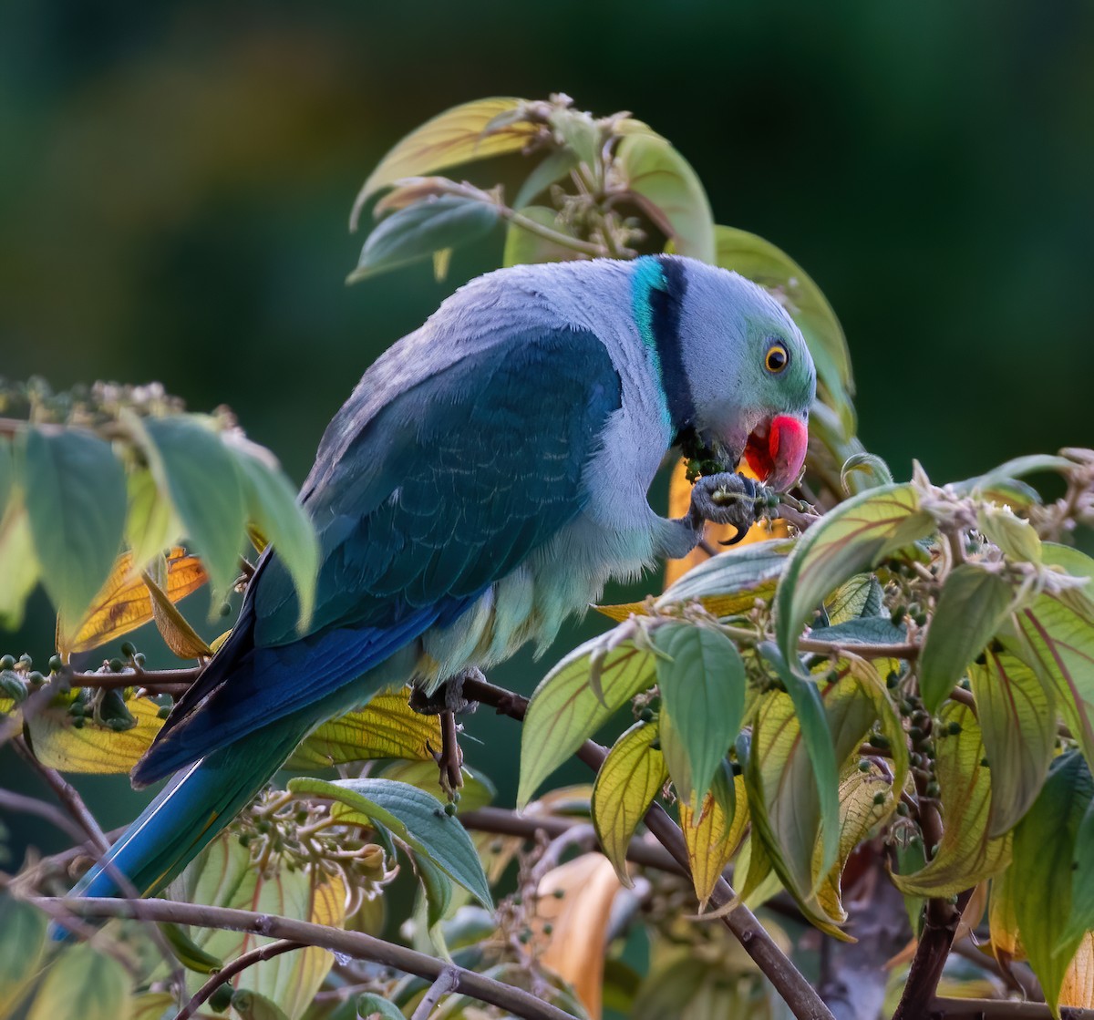 Malabar Parakeet - ML319931551