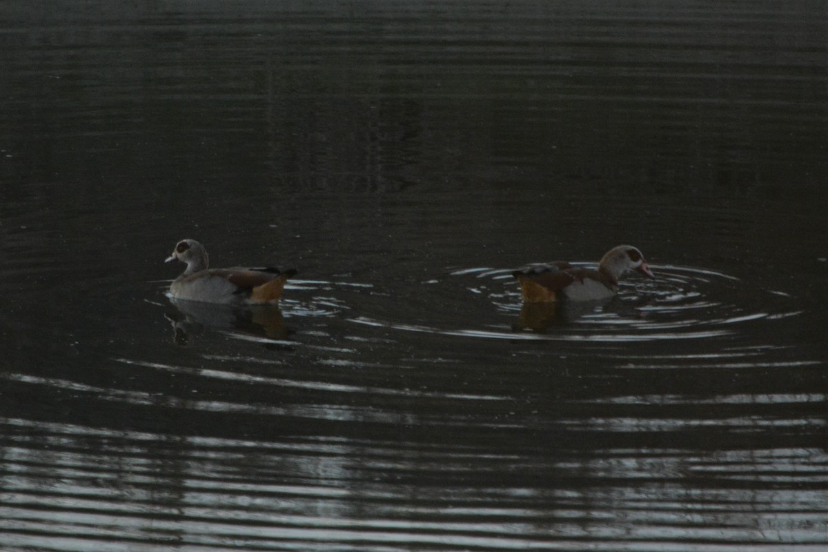 Egyptian Goose - ML319931591