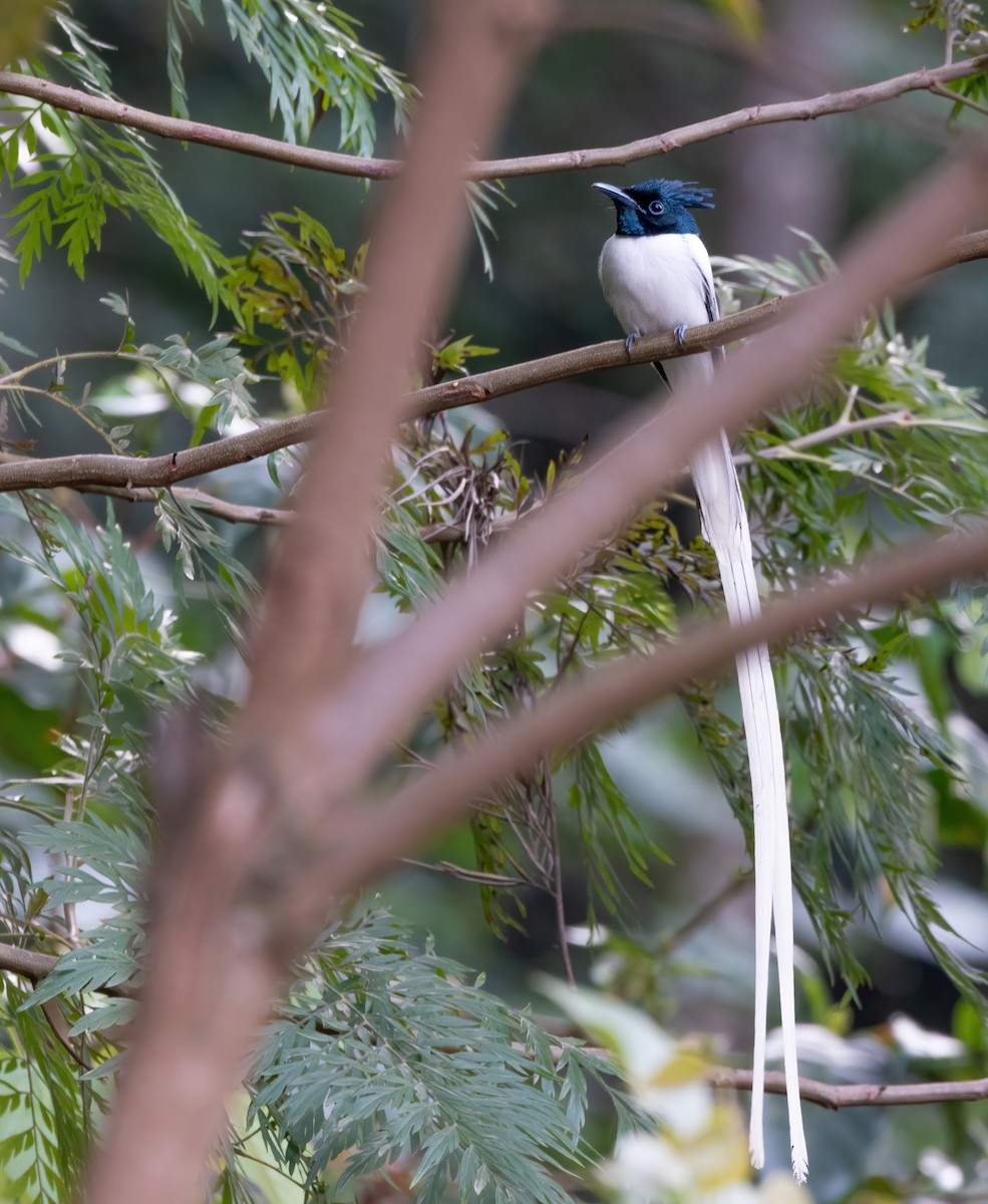 Indian Paradise-Flycatcher - ML319931601