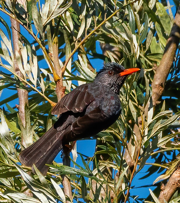 Square-tailed Bulbul - ML319931651