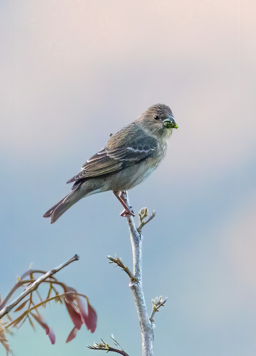 Common Rosefinch - ML319931691