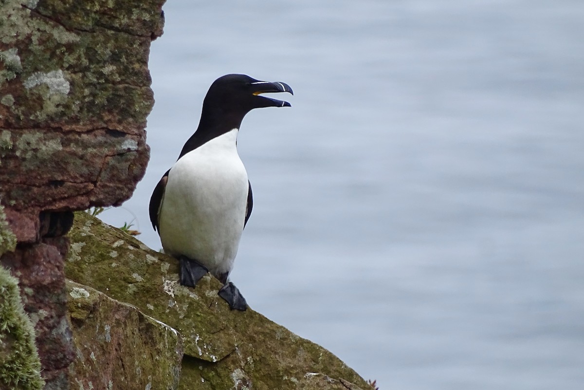 Razorbill - Gyorgy Szimuly