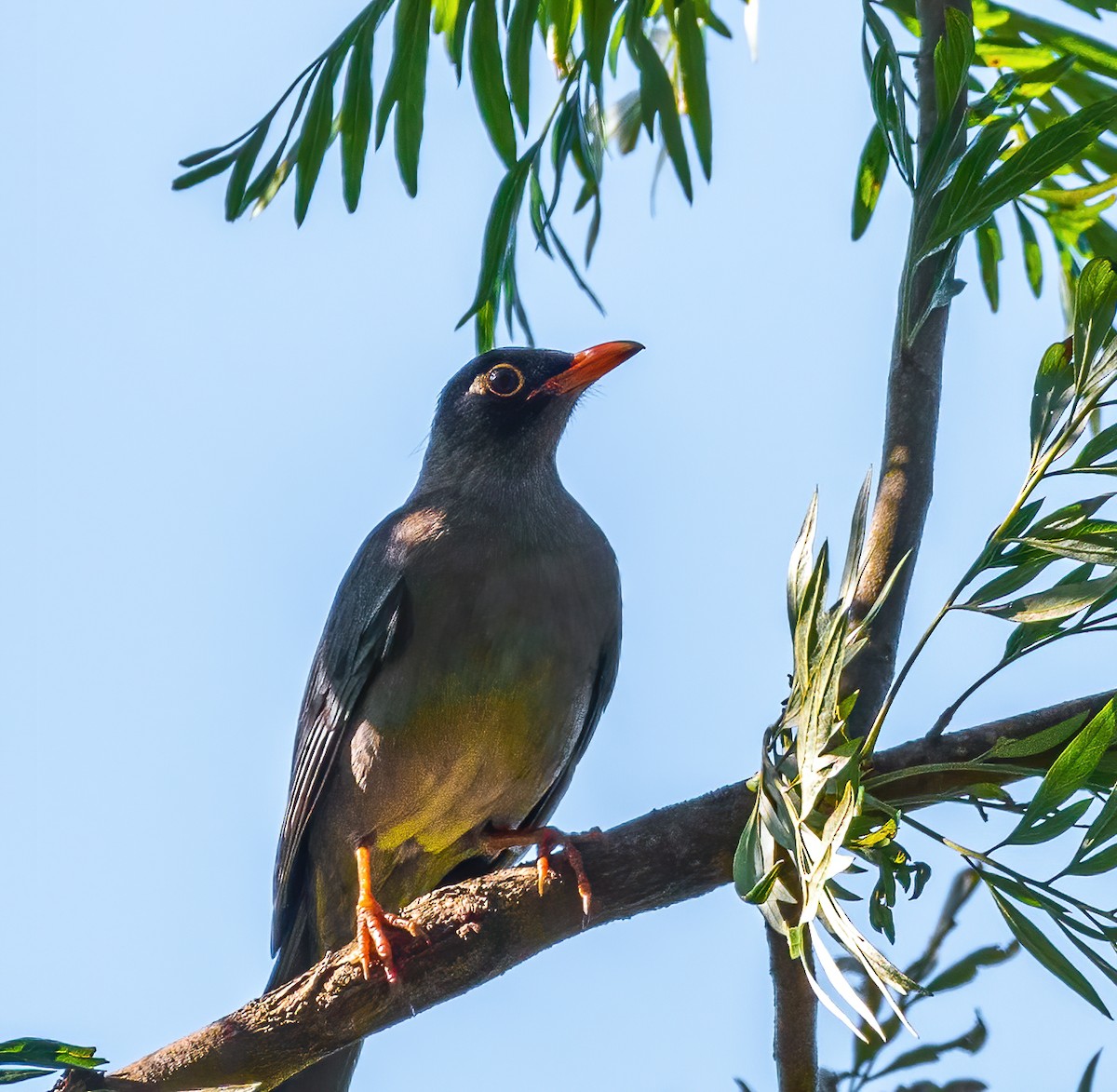 Indian Blackbird - ML319931811