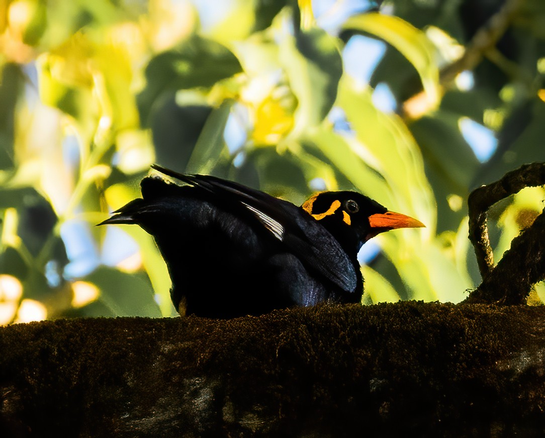 Southern Hill Myna - ML319931871