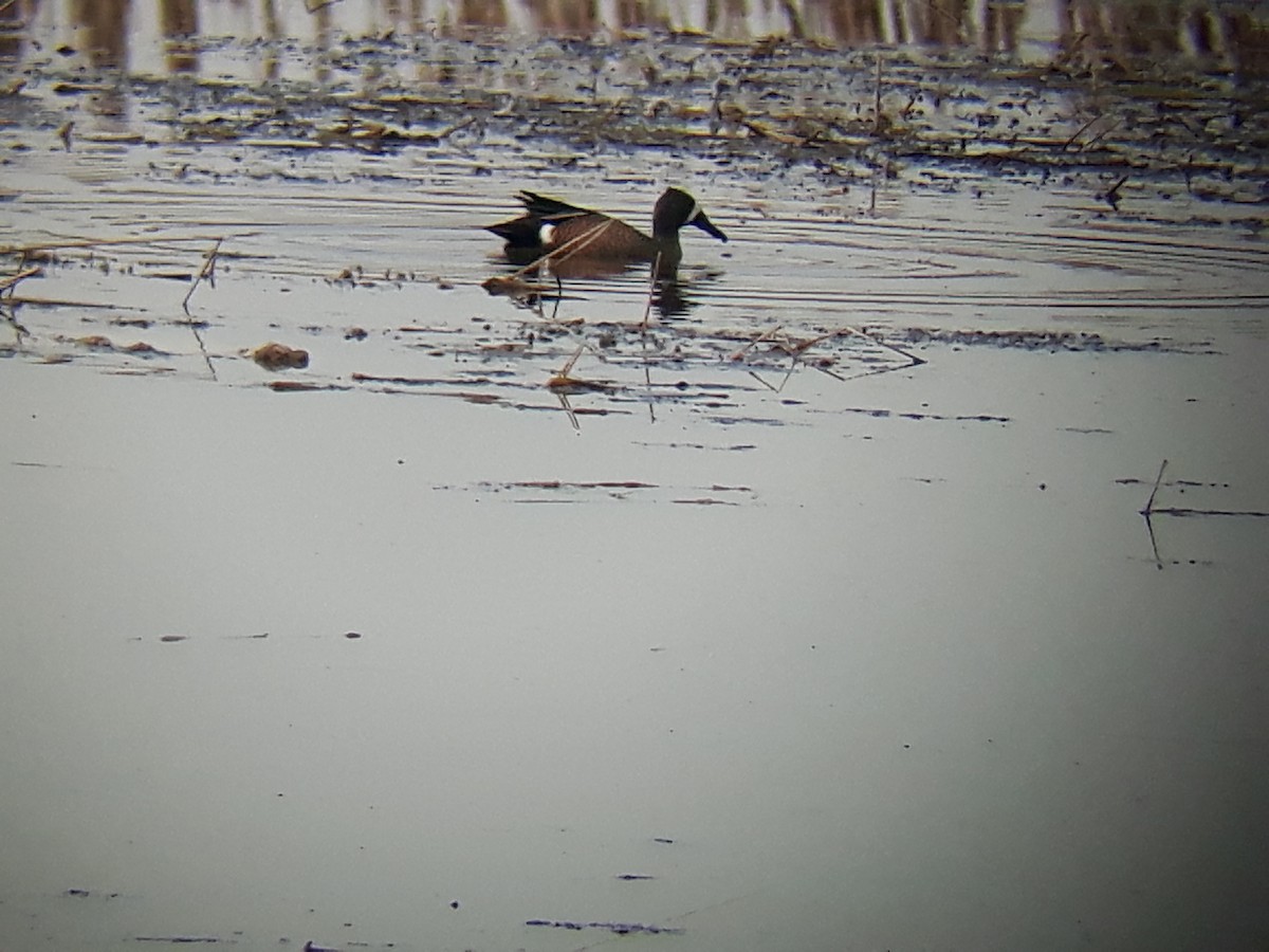 Blue-winged Teal - ML319933851