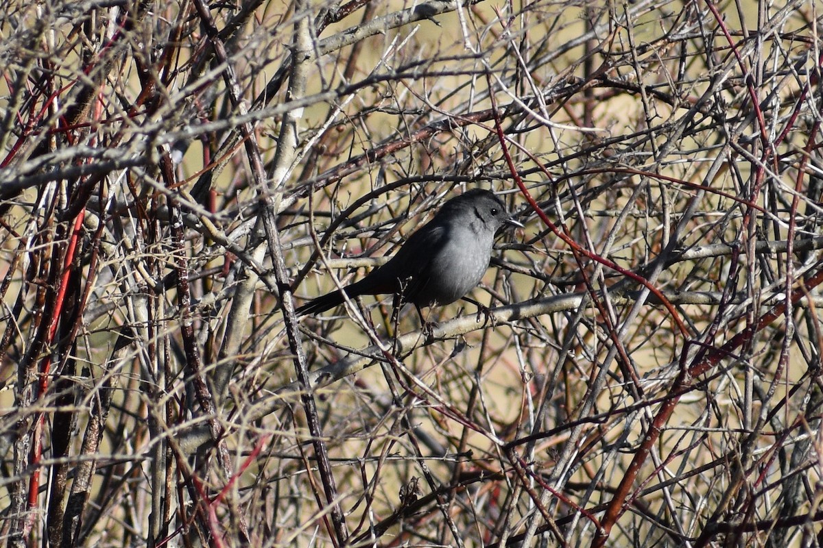 Gray Catbird - ML319935001