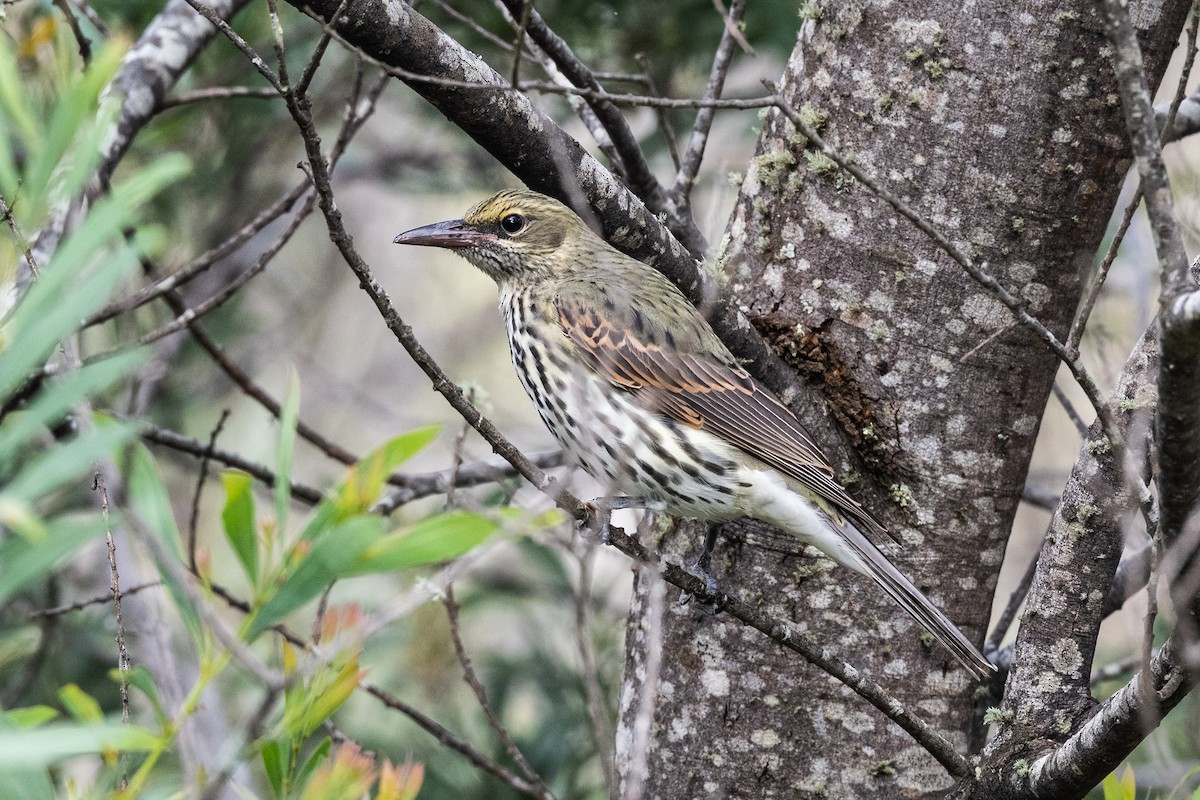 Olive-backed Oriole - ML319935301