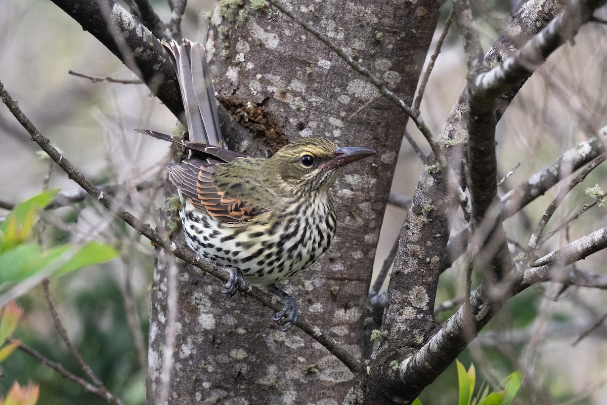 Olive-backed Oriole - ML319935311