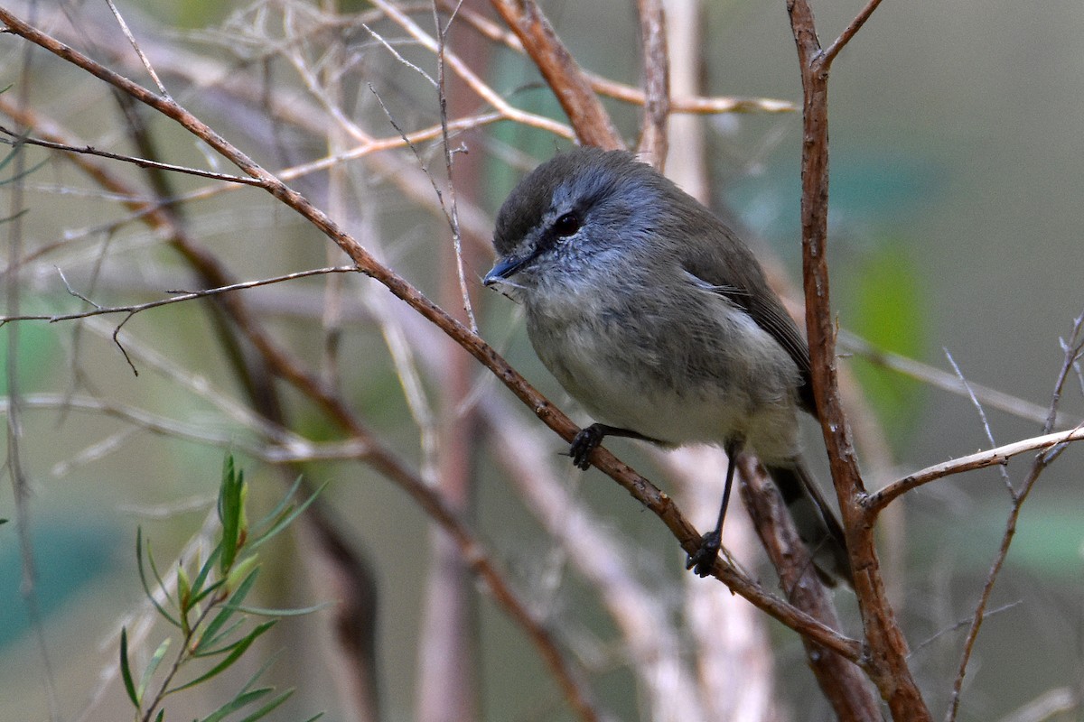 Brown Gerygone - ML319935601