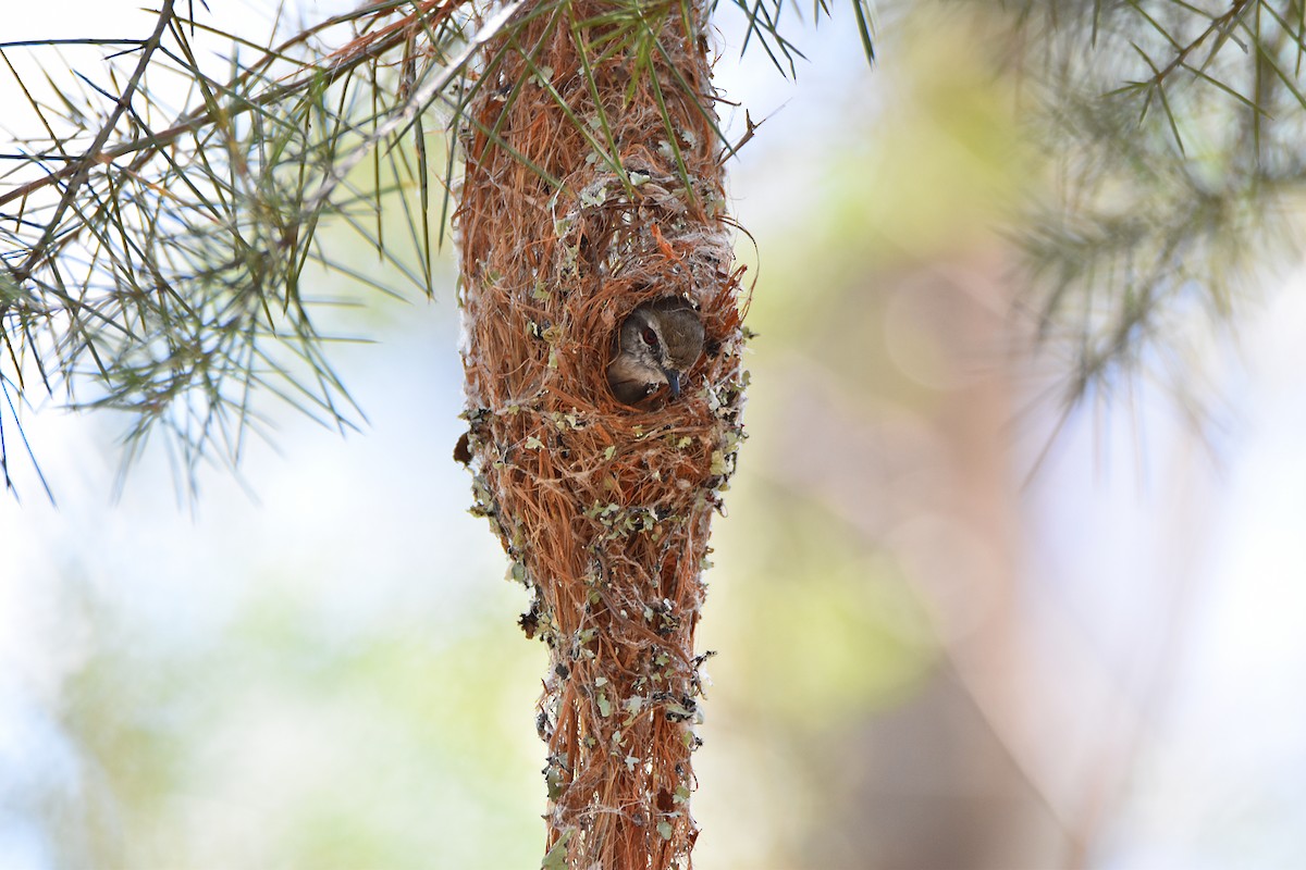 Brown Gerygone - Chris Chafer