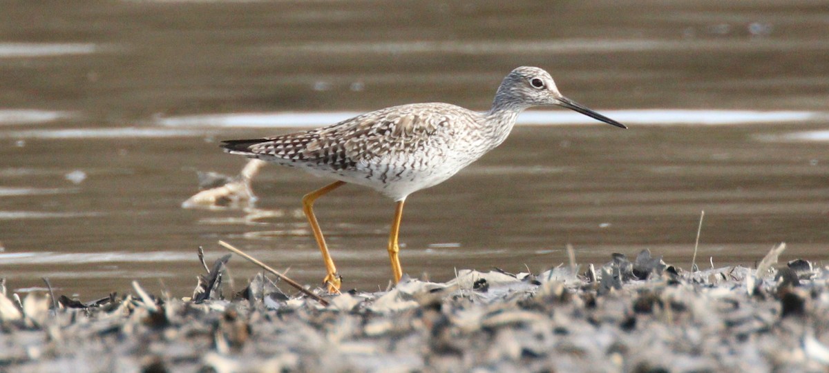 Greater Yellowlegs - ML319937601